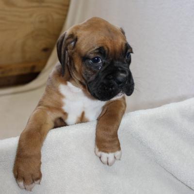 Available BOXER puppies